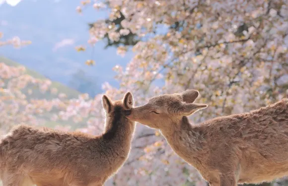 日本京都奈良+伏見稻荷大社+清水寺【9人小團‧可飯店接送】