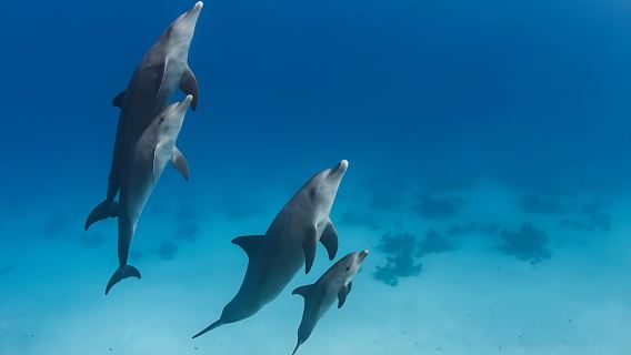 Dolphin House Snorkeling Adventure at Shaab Samadai from Marsa Alam