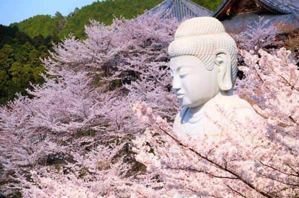 季節限定】大阪壺阪寺の桜大仏+又兵衛桜+奈良のかわいい鹿ワンデー