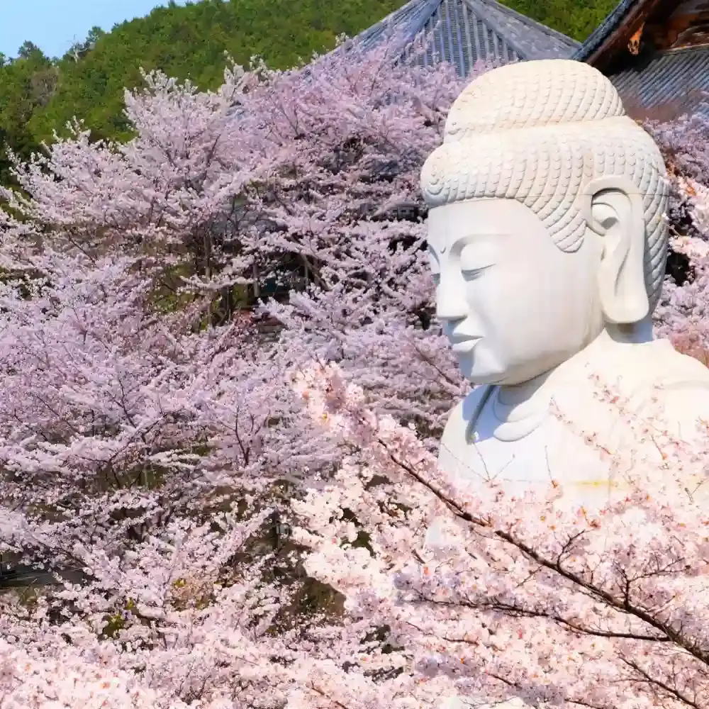 季節限定】大阪壺阪寺の桜大仏+又兵衛桜+奈良のかわいい鹿ワンデー