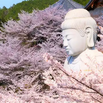 季節限定】大阪壺阪寺の桜大仏+又兵衛桜+奈良のかわいい鹿ワンデー