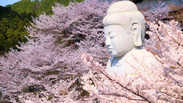 【季節限定】大阪・壺阪寺+又兵衛桜+奈良公園+春日大社ワンデーツアー