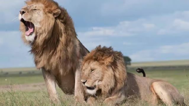 Nairobi National Park Tour in Kenya: Elephant Orphanage/Giraffe Centre/Booking Available from 1 Person