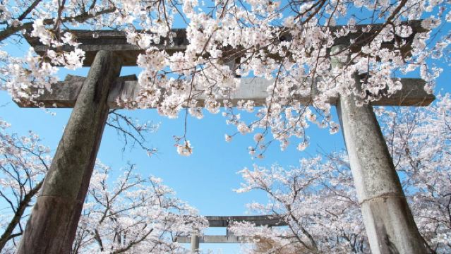 Stagione dei ciliegi in Kyushu: tour di un giorno per ammirare i ciliegi in fiore alle rovine del castello di Akizuki, lungo il viale dei ciliegi Nagarekawa e al santuario Inari di Ukiha