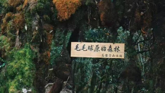 Hutan Asli Maomaoqiu Trekking 3/6/9 km + 3 hidangan + pemandu pelancong profesional + kolam air panas semula jadi