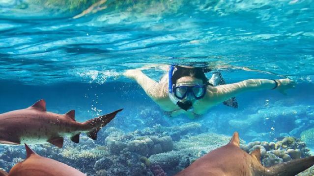 Fiji Kuata Island haaien duiken eendaagse tour Kuata snorkelen zonder certificaat diepzeeduiken met certificaat haaien spotten