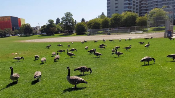 Space Needle + Chihuly Garden and Glass + Green Lake Park + Golden Gardens Park (World cup classic city tour)