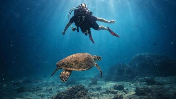Pigeon Island National Park: Diving Experience