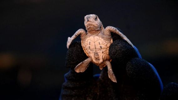 プエルト・バヤルタ：夕暮れ時のウミガメ放流体験