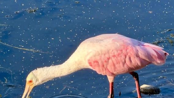 Kissimmee: 1 Hour Florida Everglades Pontoon Boat Tour
