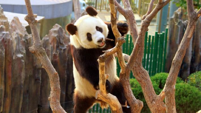 Частная экскурсия на базу панд и Великую Китайскую стену Мутяньюй с русскоговорящим гидом.