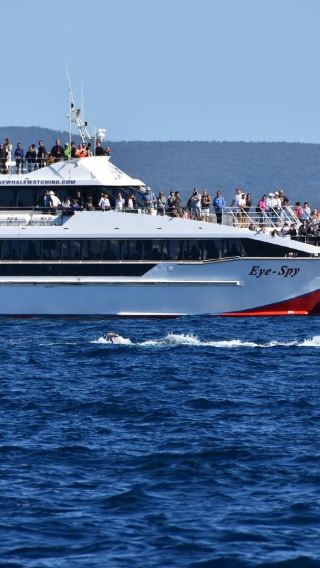 Whale watching tour in Brisbane, Australia [large high-speed catamaran/lunch included/aircraft navigation]