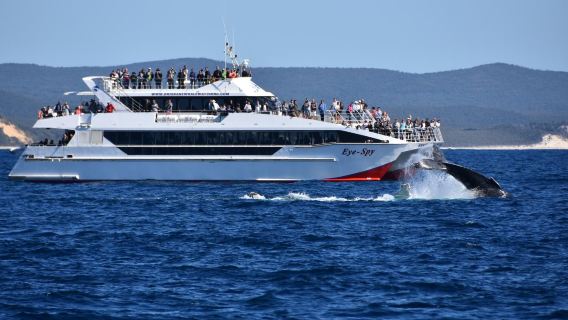 Australian Brisbanen valaiden tarkkailumatka [suuri nopea katamaraani/lounas sisältyy/lentokoneen navigointi]