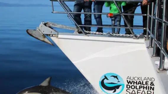 ทัวร์ครึ่งวันค้นพบวาฬและโลมาที่เมืองโอ๊คแลนด์ [ชมวาฬอ่าวฮาอูรากิ/สำรวจสัตว์ป่า]