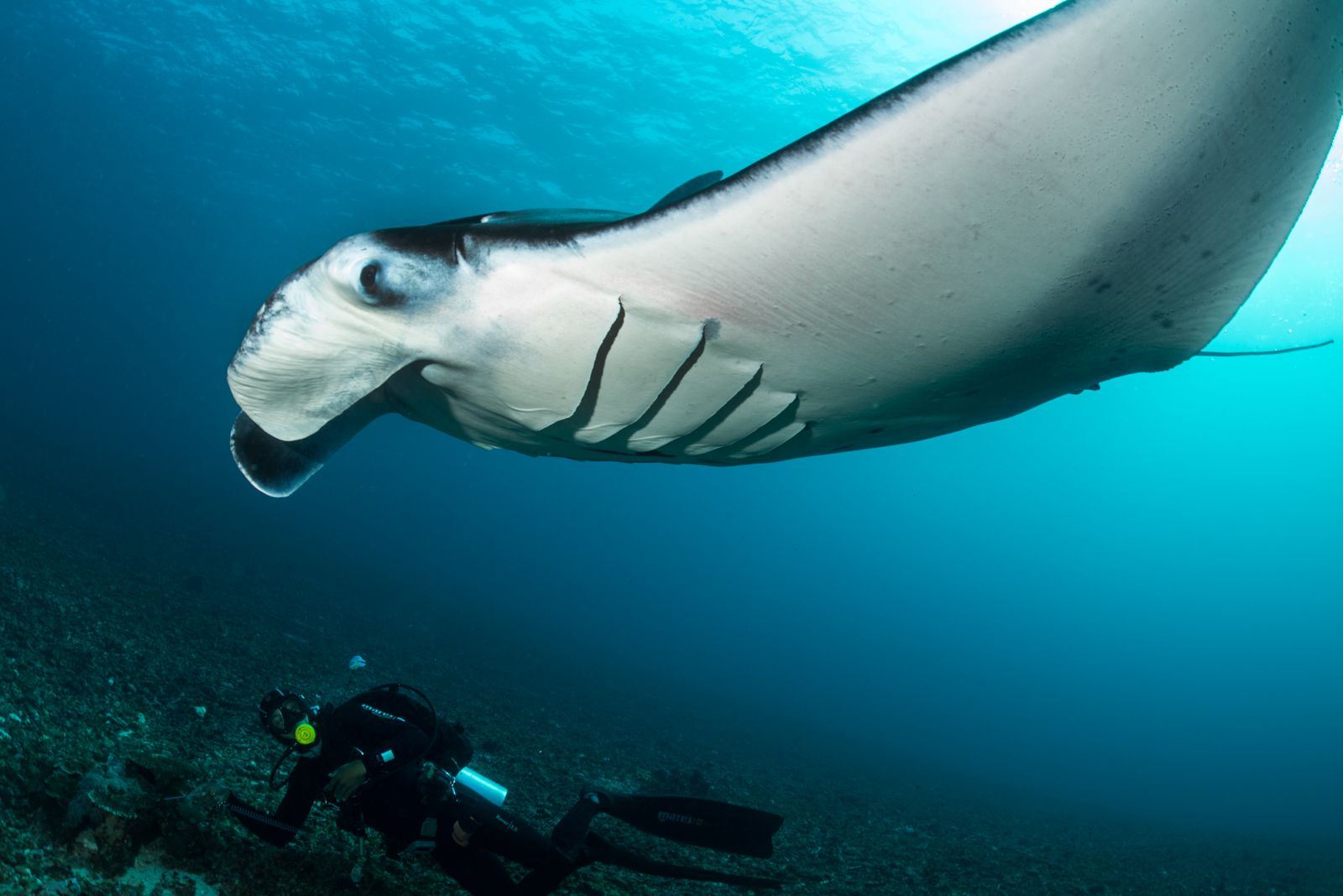 IndonesiaKomodo IslandDiscover divingscuba divingOne Day [Try Scuba Diving Komodo National Park]