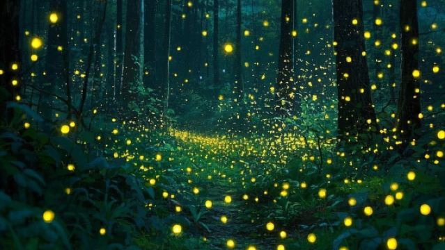 Lawatan setengah hari ke Sipadan Mangrove Resort · Kunang-kunang + Monyet Proboscis + Memancing tangan + Pengangkutan hotel + Panduan berbahasa Cina