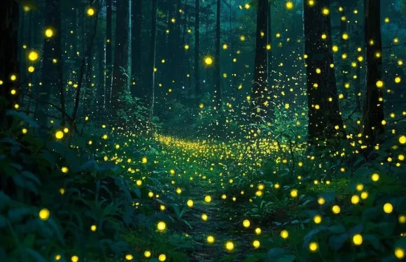 仙本那紅樹林半日遊·螢火蟲+長鼻猴+手線海釣+酒店接送+中文