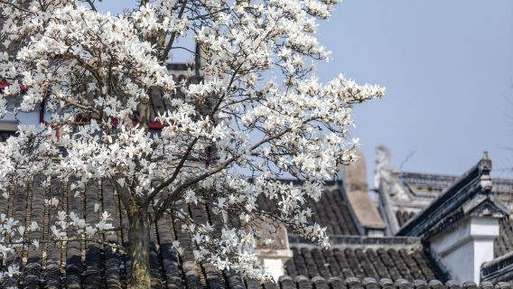 Ab Suzhou: Tagesausflug mit Privattransfer zum Tigerhügel (Huqiu Shan), Lingering Garden, Humble Administrator's Garden und Pingjiang Road