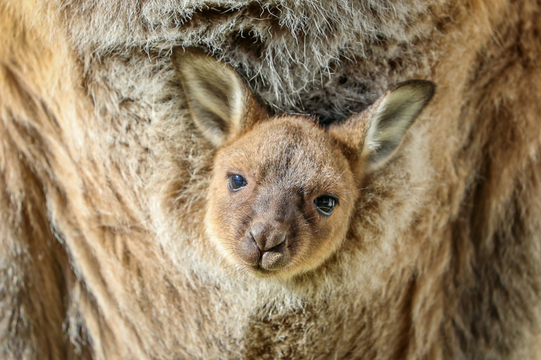 Sydney Zoo: Entry Ticket