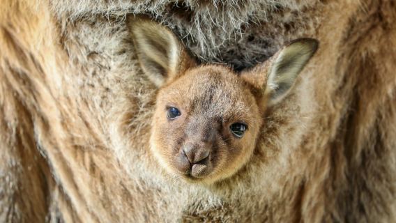 Sydney Zoo: Entry Ticket