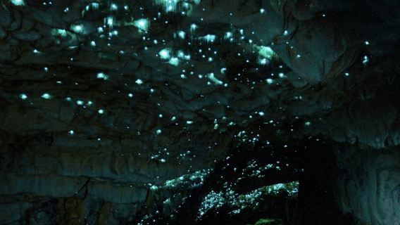 【奧克蘭包車祕境之旅】藍泉純淨水+懷托摩螢火蟲洞·奇幻之旅