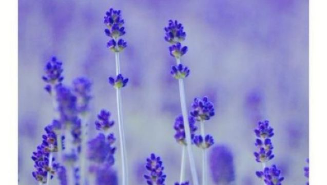 日本北海道-札幌來回-美瑛-富良野-旭川-紅葉/冬季必打卡