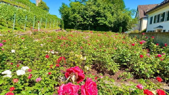 ภาพถ่ายฟรีใกล้เมืองซูริก รัปเปอร์สวิล: ปราสาท เมืองเก่าโรส