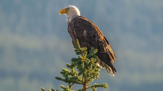 Jasper: Wildlife and Waterfalls Tour with Maligne Cruise
