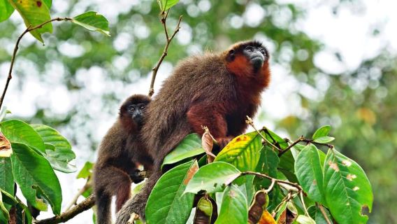 From Iquitos || Navigate the Amazon River - Full day ||