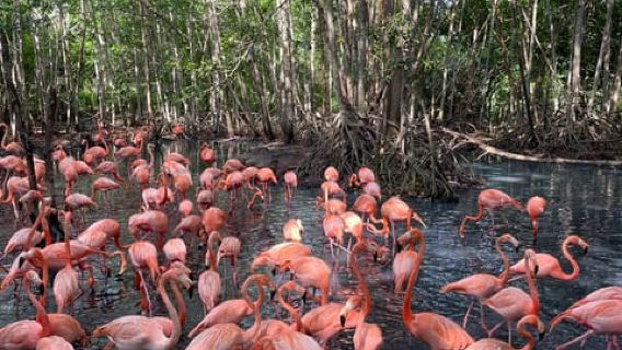 CARTAGENA: Wisata Sehari ke Aviary dan Pantai dengan Makan Siang