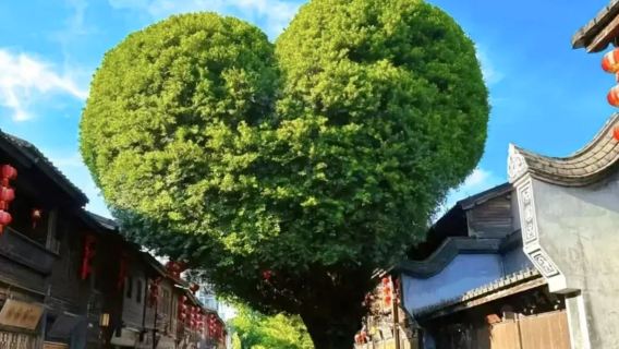 Fuzhou Three Lanes And Seven Alleys + Shangxia Hang + Yantai Mountain 1-day tour [8-person pure play group or private chartered tour]