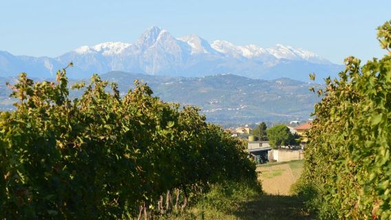 Abruzzo Historical Cellar Tour And Tasting