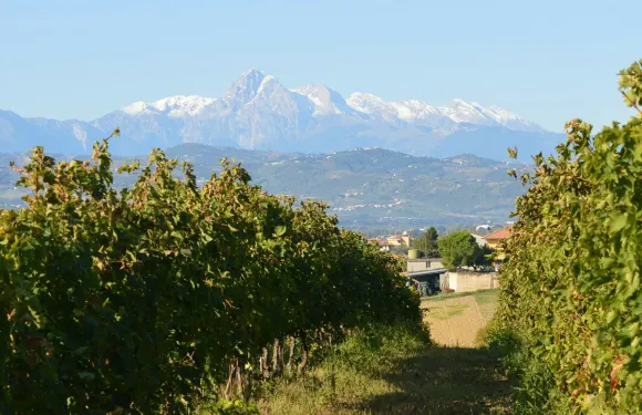 阿布魯佐歷史酒窖導覽及品酒體驗