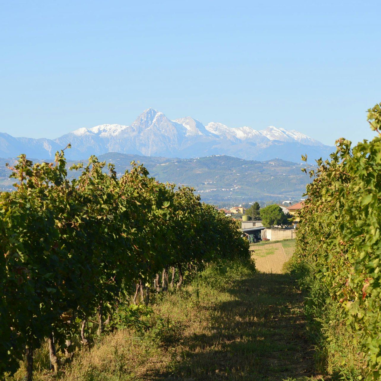 ทัวร์ห้องเก็บไวน์โบราณแอ็บรุซโซ่ พร้อมชิมไวน์