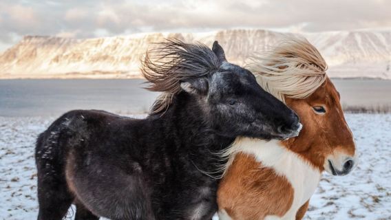 Tour di un giorno del classico Circolo d'Oro in Islanda|Opzionale aggiunta di avvistamento balene in mare o passeggiate a cavallo islandesi