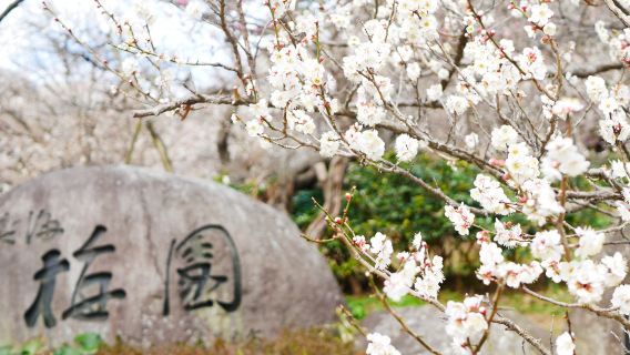Doppeltes Vergnügen mit Kirsch- und Pflaumenblüten: Eine heilsame Kunstwanderung in Atami [Garantierte Abfahrt]