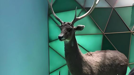 【精品小團/私享私人導覽】上海自然博物館人員導覽含耳麥---親子首選+可加選含門票