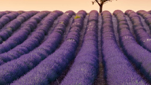 法國尼斯-陶瓷小鎮-韋爾東峽谷瓦倫索勒【中文專車-愜意舒適】