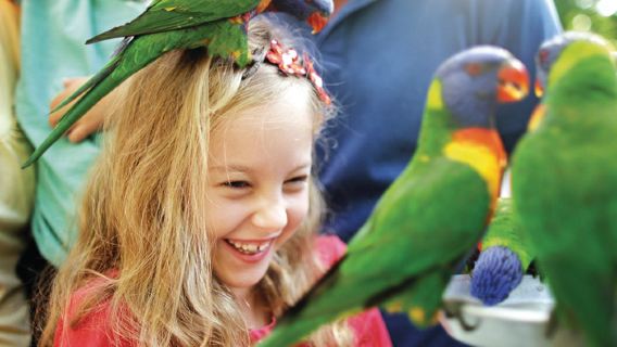 黃金海岸可倫賓動物園+水果世界中文一日遊