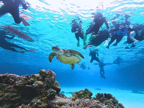 日本沖繩市體驗潛水浮潛7-9小時【【Tokashiku 海洋之家】那霸出發渡輪/高速船｜渡嘉敷島船潛浮潛】