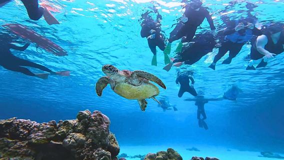 7-9 hour diving and snorkeling experience in Okinawa city, Japan [Tokashiku ocean house | Ferry/high-speed boat from Naha | Tokashiki island boat diving and snorkeling]