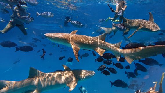 MaldivesMaléStingray's & Shark'sFreedivingSnorkeling3 Hours [Swim with Sharks]