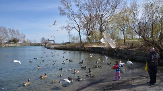 加拿大多倫多+湖心島公園+斯卡堡懸崖一日遊【中文包車可定制】