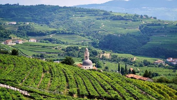 From Verona: Half-Day Valpolicella & Amarone Wine Experience