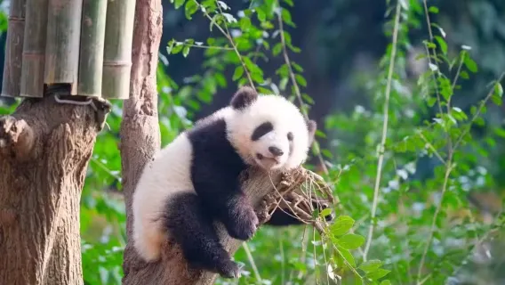 Chengdu tour con guía exclusivo de excursión de un día (Cabaña de Du Fu/Templo de Wuhou/Valle de los Pandas/Manor de Flores, etc.)