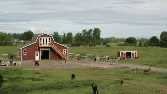 Bozeman: Alpaca & Llama Farm Tour and Hands-On Experience