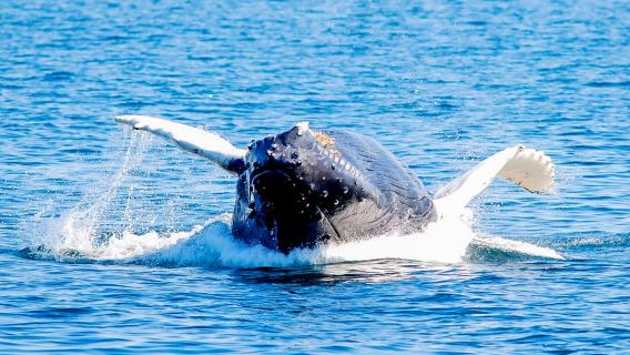 Boston: City Cruises Whale Watching Cruise