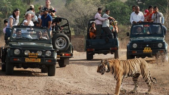 Von Jaipur: Tagesausflug zur Safari im Ranthambhore-Nationalpark