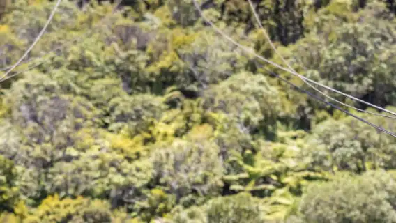 ทัวร์ผจญภัยซิปไลน์ในป่าที่เกาะไวเฮเกะ เมืองโอ๊คแลนด์ ประเทศนิวซีแลนด์ 12705