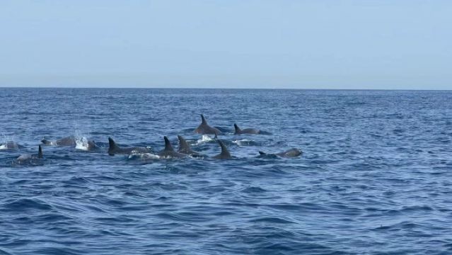 ทัวร์วันเดียว/ทัวร์หลายวัน ในมูซันดัม ดอลฟิน เบย์ เมืองดูไบ